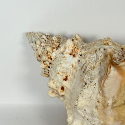 LOT 52F: Large Conch & Spider Conch Shells