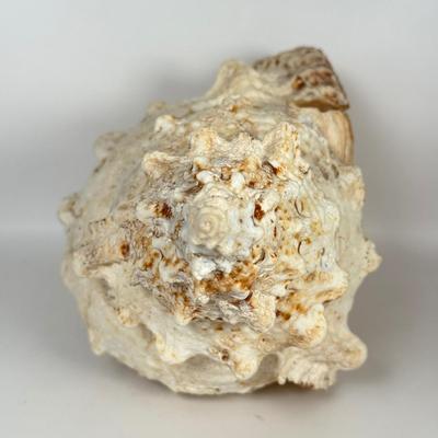 LOT 52F: Large Conch & Spider Conch Shells