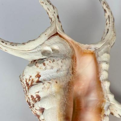 LOT 52F: Large Conch & Spider Conch Shells
