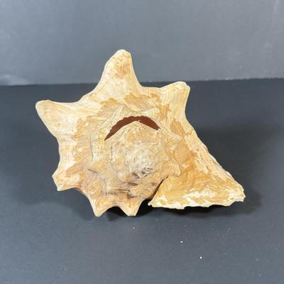 LOT 53F: Conch & Sea Snail Seashells