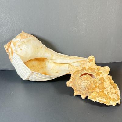 LOT 53F: Conch & Sea Snail Seashells