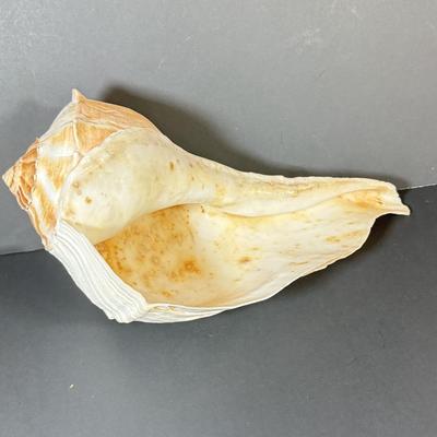 LOT 53F: Conch & Sea Snail Seashells