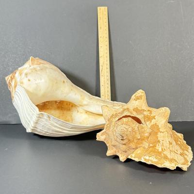 LOT 53F: Conch & Sea Snail Seashells