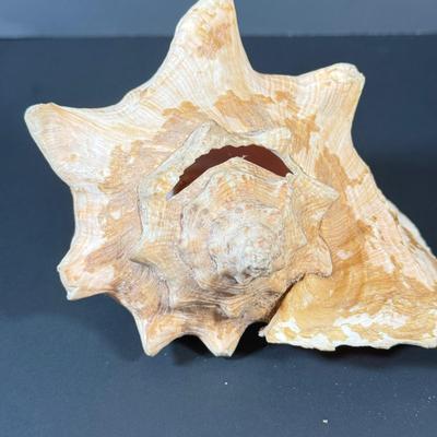 LOT 53F: Conch & Sea Snail Seashells