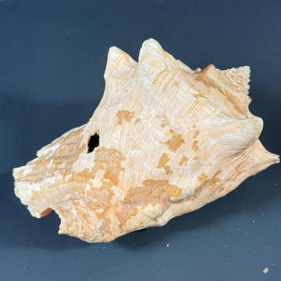 LOT 53F: Conch & Sea Snail Seashells