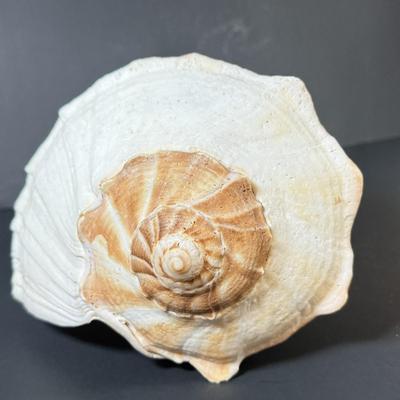LOT 53F: Conch & Sea Snail Seashells