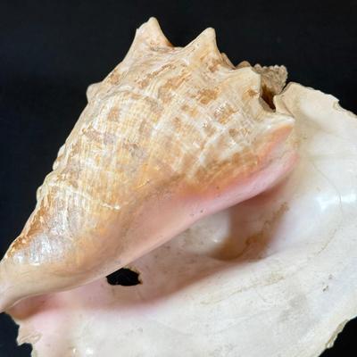 LOT 53F: Conch & Sea Snail Seashells