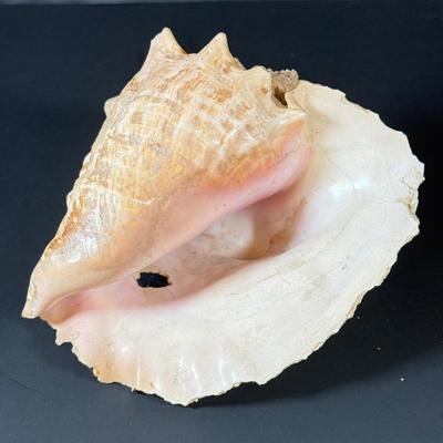 LOT 53F: Conch & Sea Snail Seashells