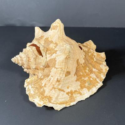LOT 53F: Conch & Sea Snail Seashells