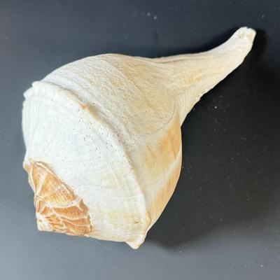 LOT 53F: Conch & Sea Snail Seashells