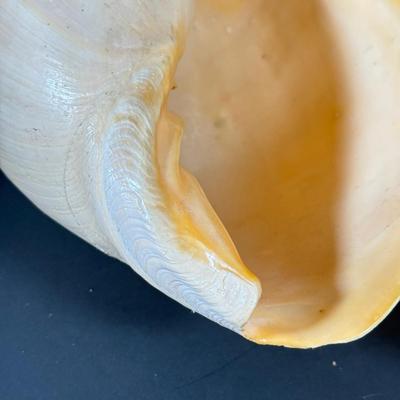 LOT 54F: Nautilus Shell & Large Sea Snail Shell