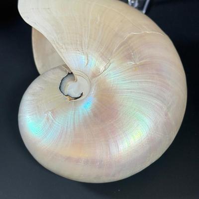 LOT 54F: Nautilus Shell & Large Sea Snail Shell