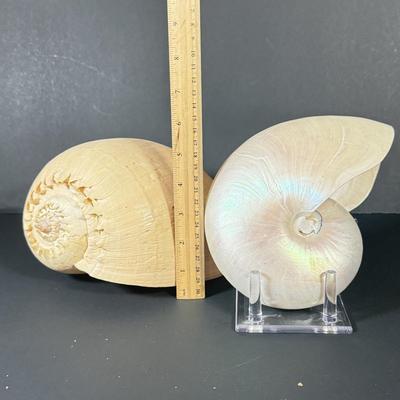 LOT 54F: Nautilus Shell & Large Sea Snail Shell