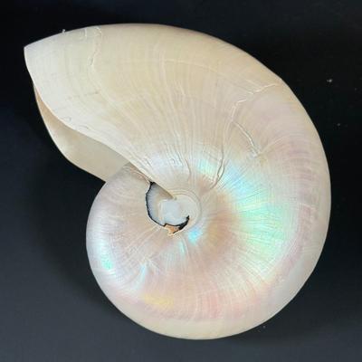 LOT 54F: Nautilus Shell & Large Sea Snail Shell
