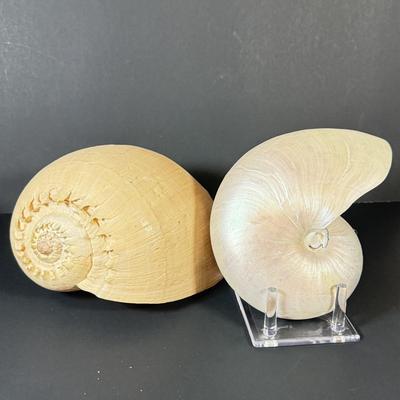 LOT 54F: Nautilus Shell & Large Sea Snail Shell
