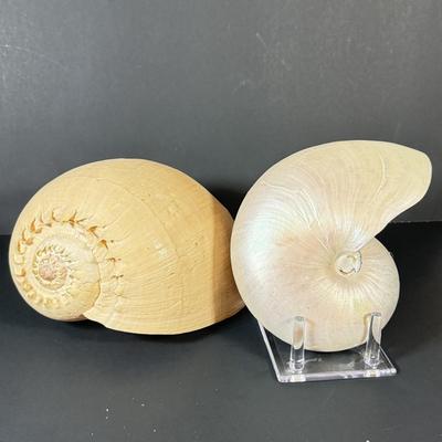 LOT 54F: Nautilus Shell & Large Sea Snail Shell