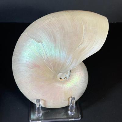 LOT 54F: Nautilus Shell & Large Sea Snail Shell