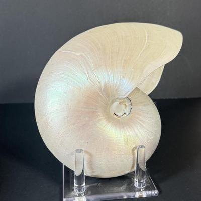 LOT 54F: Nautilus Shell & Large Sea Snail Shell