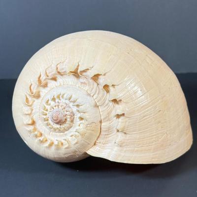 LOT 54F: Nautilus Shell & Large Sea Snail Shell