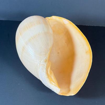 LOT 54F: Nautilus Shell & Large Sea Snail Shell