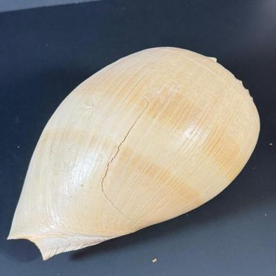 LOT 54F: Nautilus Shell & Large Sea Snail Shell
