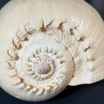LOT 54F: Nautilus Shell & Large Sea Snail Shell