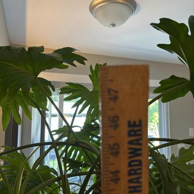 LOT 94: Large Live Plant