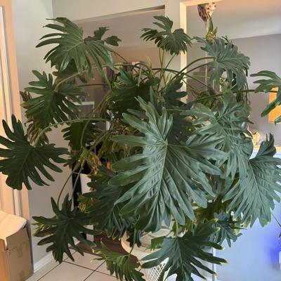 LOT 94: Large Live Plant