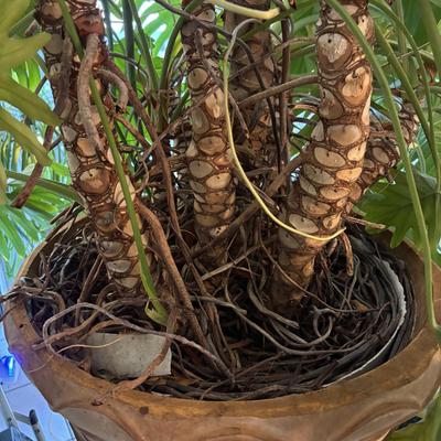 LOT 94: Large Live Plant