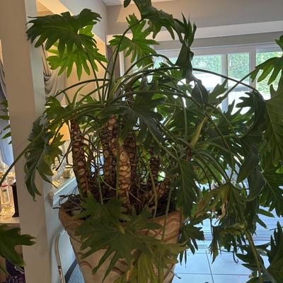 LOT 94: Large Live Plant