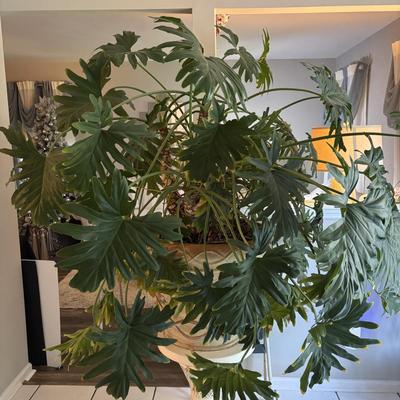 LOT 94: Large Live Plant