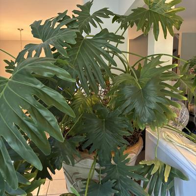 LOT 94: Large Live Plant