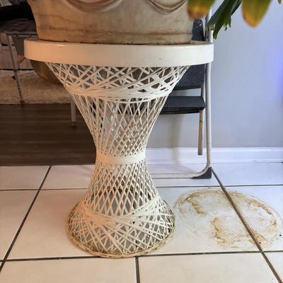 LOT 94: Large Live Plant