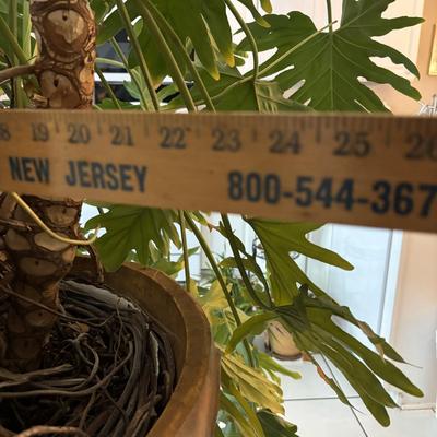 LOT 94: Large Live Plant