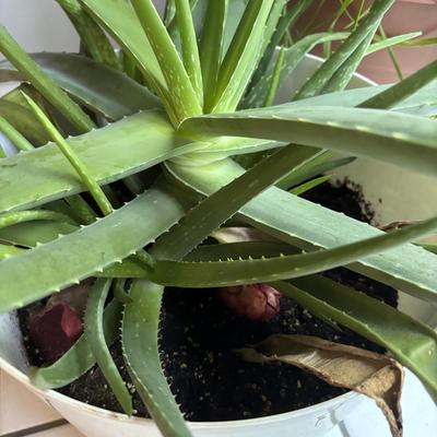 LOT 95: Green Thumb Collection - Live Plants