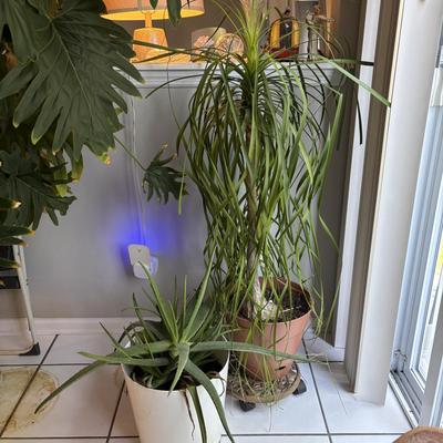 LOT 95: Green Thumb Collection - Live Plants