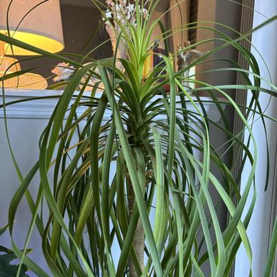 LOT 95: Green Thumb Collection - Live Plants