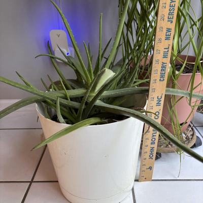 LOT 95: Green Thumb Collection - Live Plants