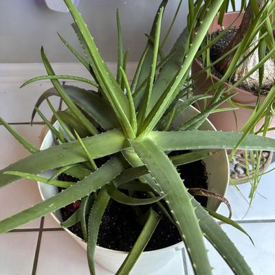 LOT 95: Green Thumb Collection - Live Plants