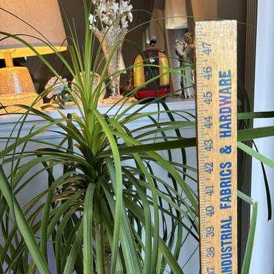 LOT 95: Green Thumb Collection - Live Plants