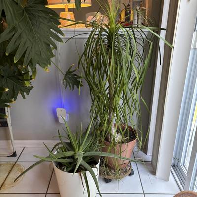 LOT 95: Green Thumb Collection - Live Plants