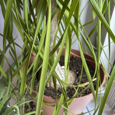 LOT 95: Green Thumb Collection - Live Plants