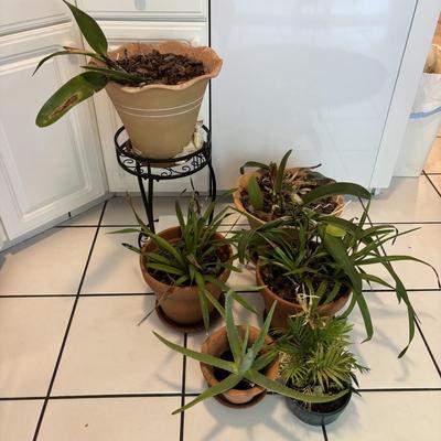LOT 96: Looking for a Home! Live Plants