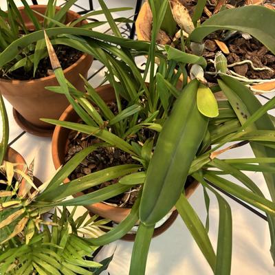 LOT 96: Looking for a Home! Live Plants