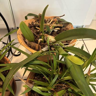 LOT 96: Looking for a Home! Live Plants
