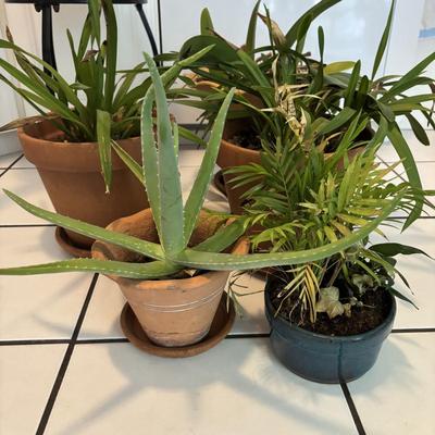 LOT 96: Looking for a Home! Live Plants