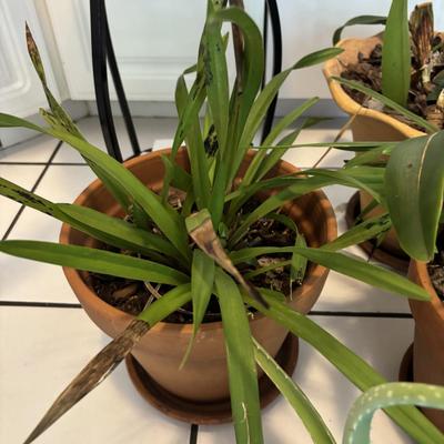 LOT 96: Looking for a Home! Live Plants