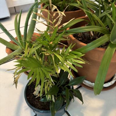 LOT 96: Looking for a Home! Live Plants