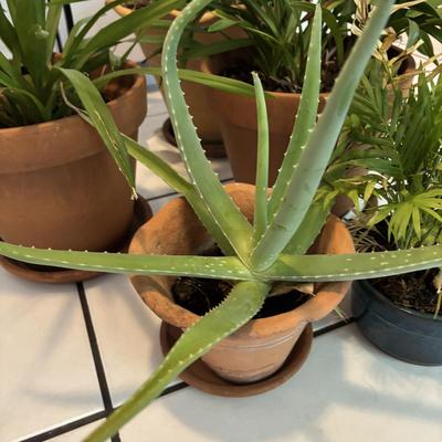 LOT 96: Looking for a Home! Live Plants