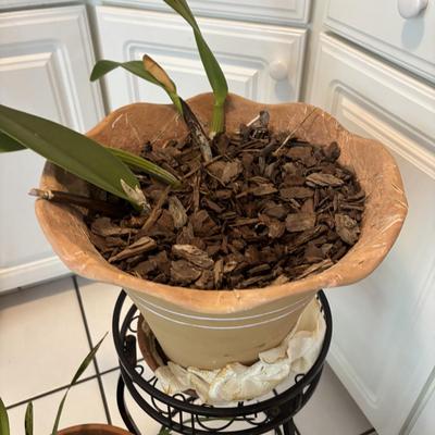 LOT 96: Looking for a Home! Live Plants